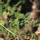 Spiny Asparagus