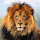 Big cat popular animal HD New Tab Page Theme