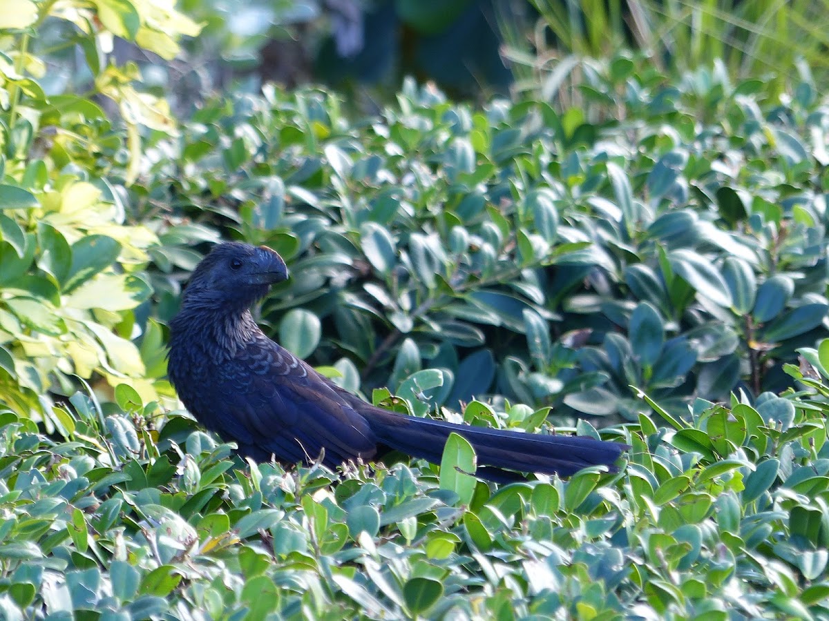 Smooth-billed Ani