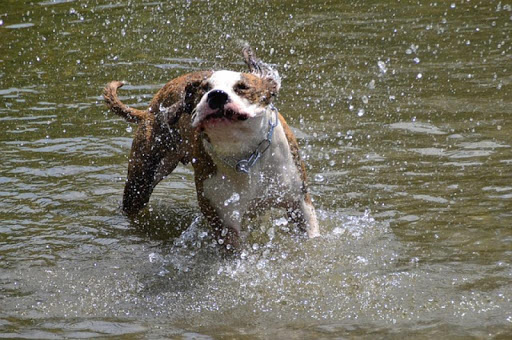 Wet Dogs Wallpaper Images