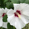 Rose Mallow