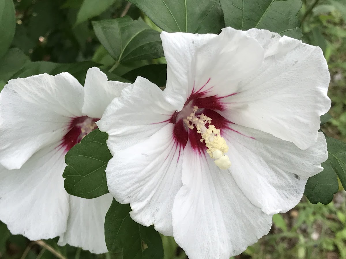 Rose Mallow