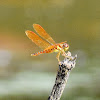 Eastern amberwing