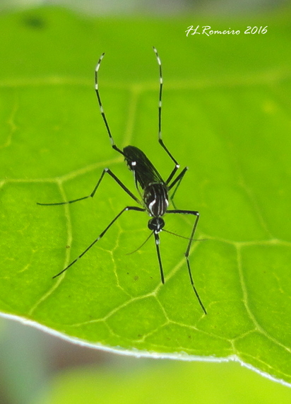 Yellow fever mosquito (Aedes aegypti)