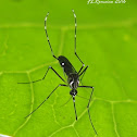 Yellow fever mosquito (Aedes aegypti)