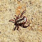 American dog tick (male)