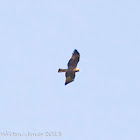 Dark-phase Booted Eagle