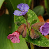 Pulmonaria