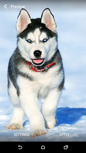 Siberian Husky Live Wallpaper