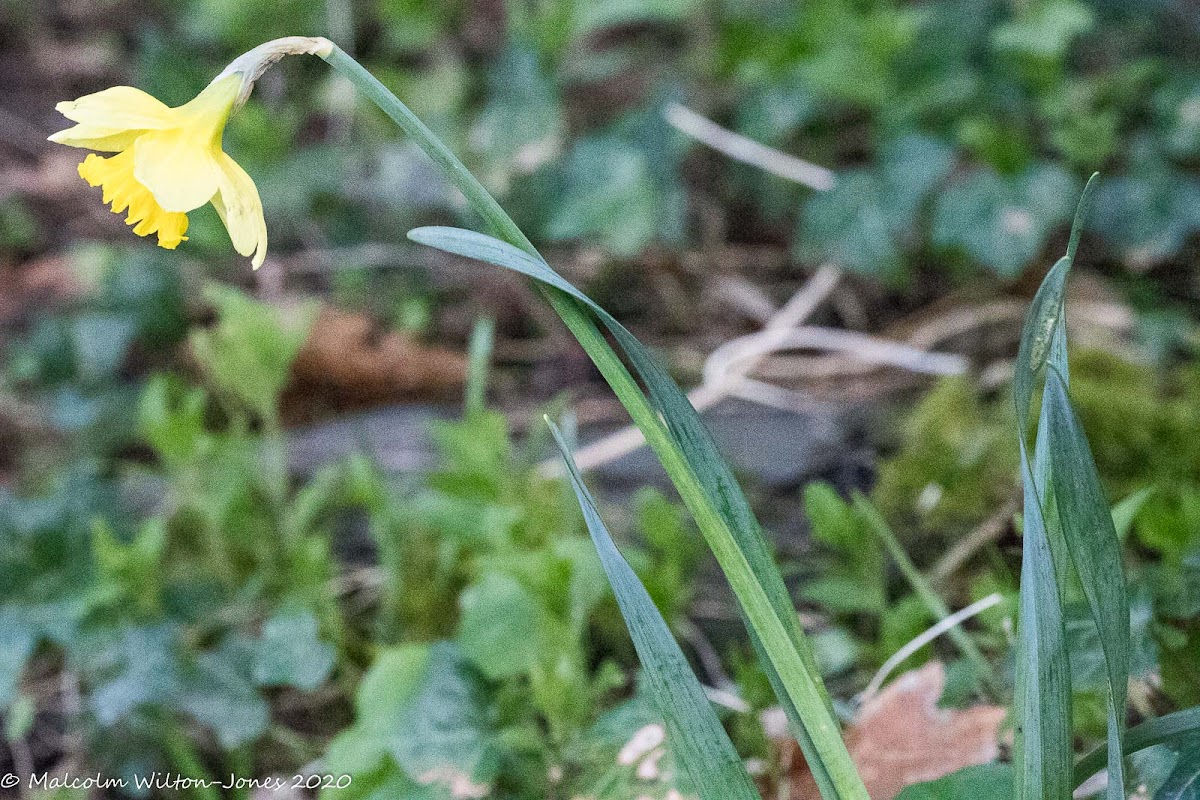 Daffodil