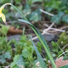 Daffodil