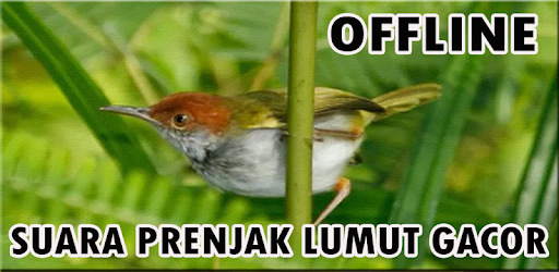 Suara Prenjak Lumut Gacor Mp3 Programme Op Google Play