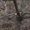 Siberian weasel