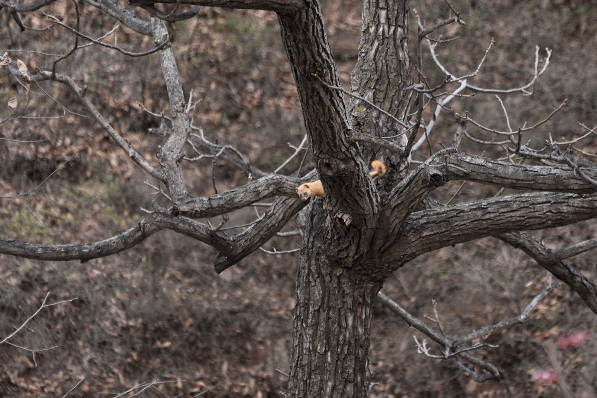 Siberian weasel