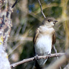 Northern Rough Winged Swallow fledglings