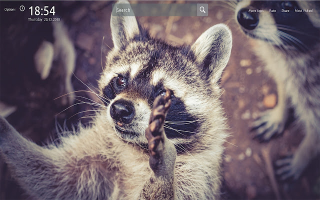 Raccoon Wallpapers Theme New Tab