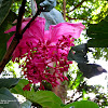 Showy Medinilla