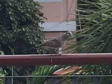 Alimukon, White-eared Brown Dove