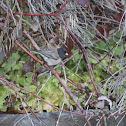 Dark-eyed Junco