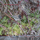 Dark-eyed Junco