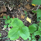 Strawberry plant