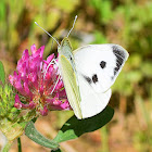 Large White Butterfly