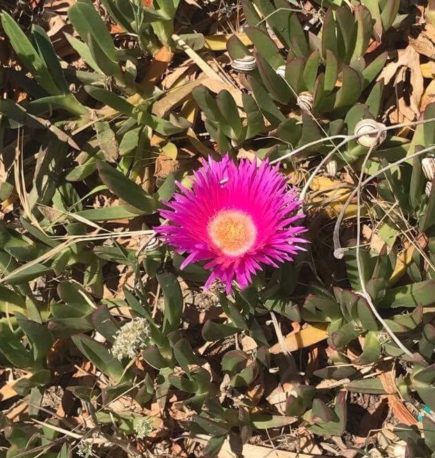 Elands Sourfig or Ice Plant