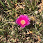 Elands Sourfig or Ice Plant