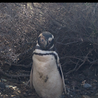 Pingüino de Magallanes