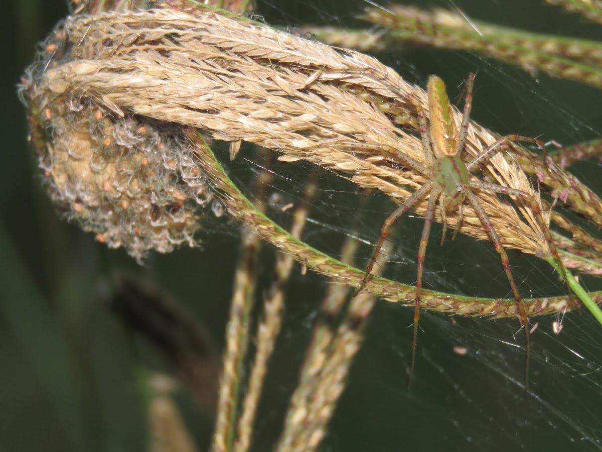 Lynx spider?