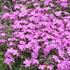 Moss Phlox