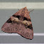 Discolor Noctuid Moth (Male)