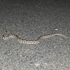 Horned viper