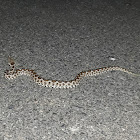 Horned viper