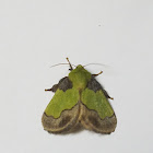 Cheerful Parasa moth