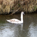 Mute swan, juvenile