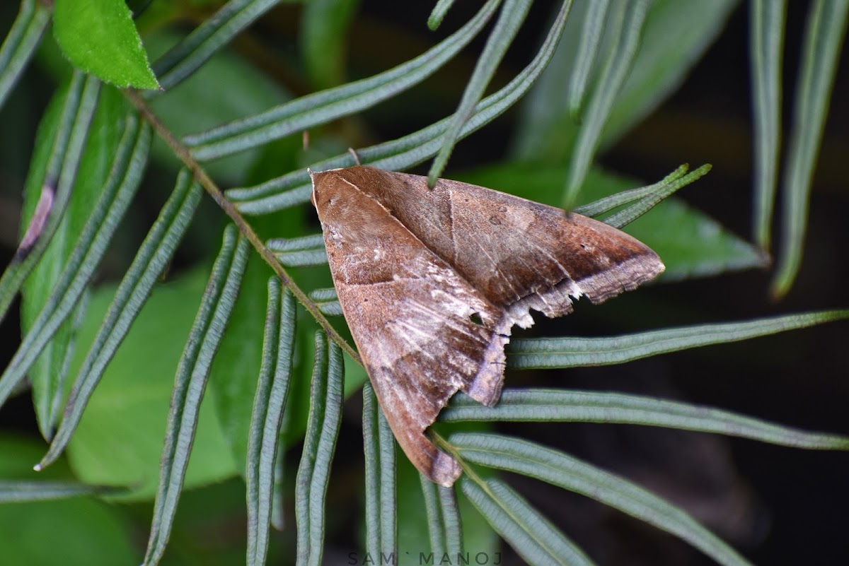 Noctuoid Moth