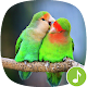 Download Appp.io - Lovebird sounds For PC Windows and Mac 1.0.2