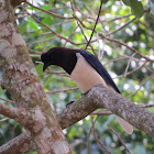 Curl-crested jay