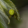 Cucumber spider