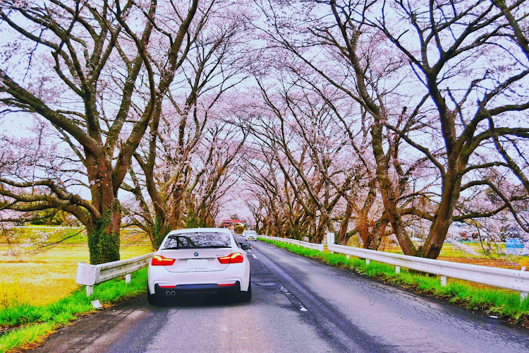 4シリーズ グランクーペの桜と愛車・桜とコラボ・菜の花と桜一緒に撮れたらいいのに・ドライブ・4シリーズグランクーペに関するカスタム事例の投稿画像4枚目