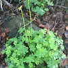 Bermuda Buttercup