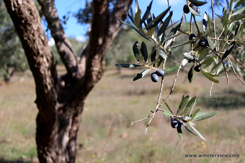 olio, olio d'oliva, olio extra vergine d'oliva, toscana. antipasto, olive oil, extra virgin olive oil, tuscany, тоскана, оливковое масло, raccolta olive, olive picking,tuscan olive oil , italian olive oil, IGP toscana, olio IGP Toscana, batignano, 