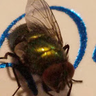 House Fly