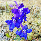 Menzies’ Larkspur