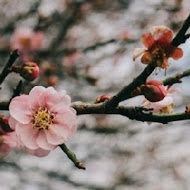 巧克力雲莊