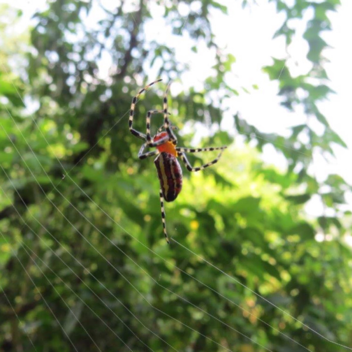 Orb-weaver spider