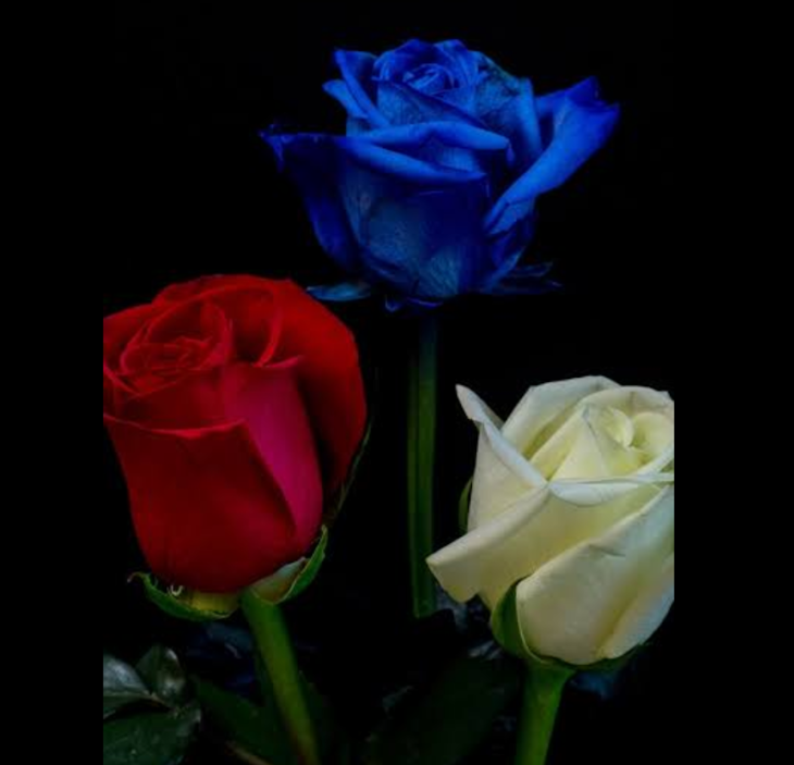 「3色のバラ」のメインビジュアル
