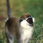 Vervet monkey