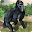 Angry gorilla vs Dinosaur: Wild Jungle Battle Download on Windows